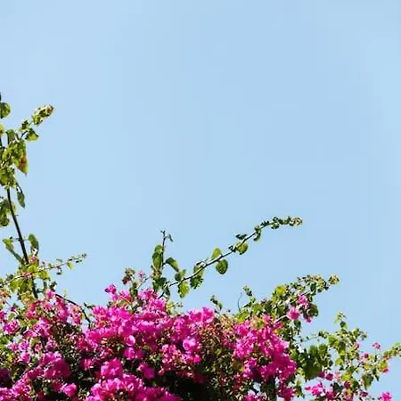 Marylee's Old Town #2 Adults Only * Ретимно