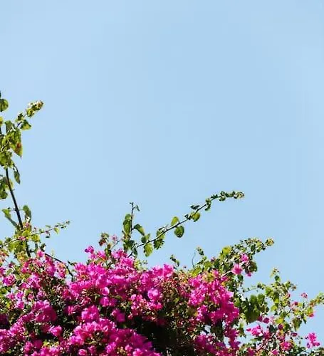 Marylee's Old Town #2 Adults Only * Ρέθυμνο